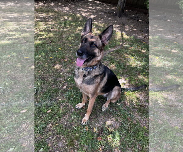 Medium Photo #9 German Shepherd Dog Puppy For Sale in Plantation, FL, USA