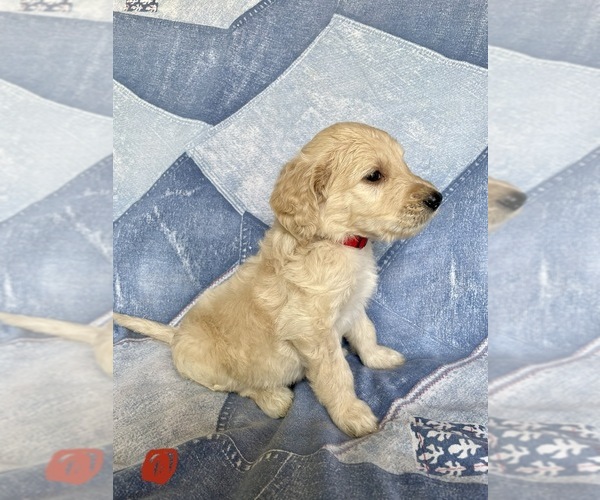 Medium Photo #13 Goldendoodle Puppy For Sale in MC LEANSVILLE, NC, USA