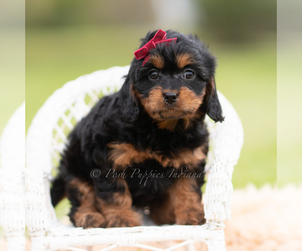 Medium Photo #19 Cavapoo (Miniature) Puppy For Sale in WARSAW, IN, USA