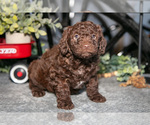 Small #2 Labradoodle-Poodle (Miniature) Mix