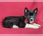 Small Photo #6 Pomsky Puppy For Sale in EPHRATA, PA, USA