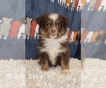 Small Photo #1 Miniature Australian Shepherd Puppy For Sale in MARTINSVILLE, IN, USA