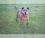 Small #1 Boxer Mix