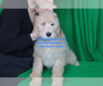 Small #9 Goldendoodle
