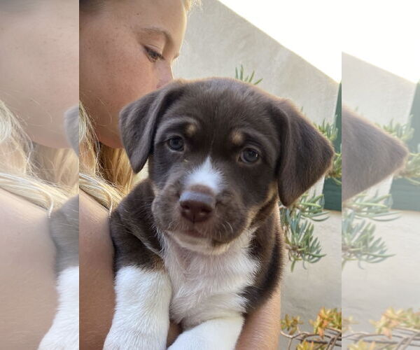 Medium Photo #2 Mutt Puppy For Sale in San Diego, CA, USA