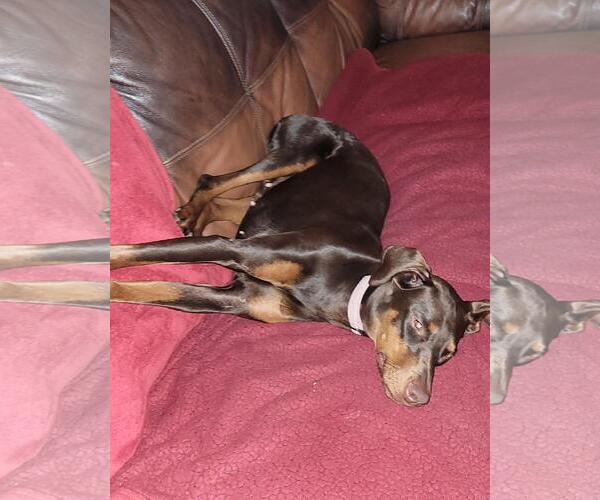 Medium Photo #5 Doberman Pinscher Puppy For Sale in Minneaoplis, MN, USA