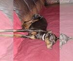 Small #4 Doberman Pinscher