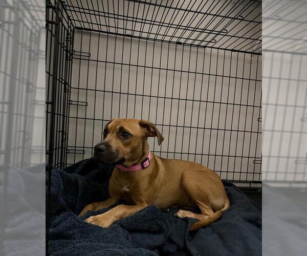 Medium Photo #1 American Staffordshire Terrier-Unknown Mix Puppy For Sale in San Antonio, TX, USA