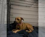 HONEY - Female American Staffordshire Terrier-Unknown Mix Dog for Adoption - Small photo