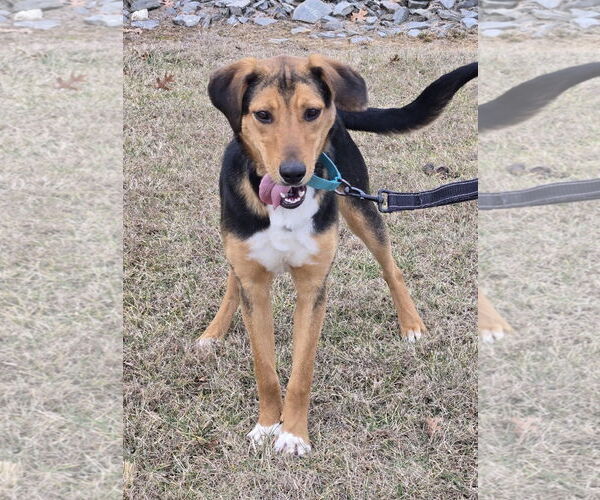 Medium Photo #2 German Shepherd Dog-Unknown Mix Puppy For Sale in Rustburg, VA, USA