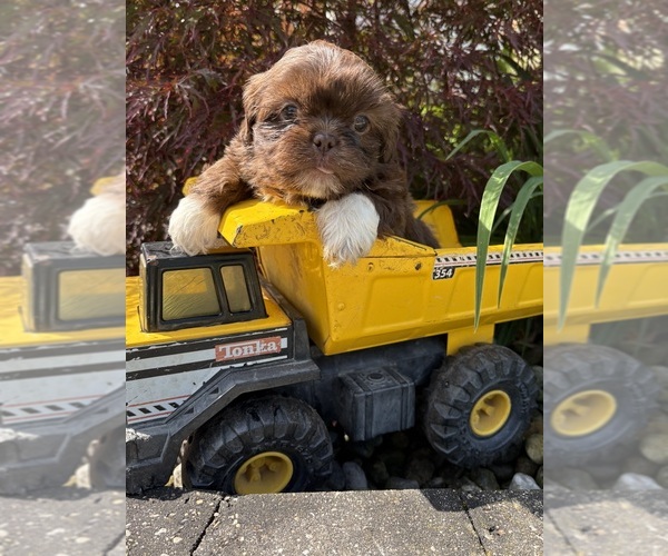 Medium Photo #1 Shih Tzu Puppy For Sale in MIDDLEBURY, IN, USA