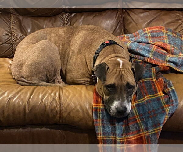 Medium Photo #2 Boxer-Unknown Mix Puppy For Sale in Springdale, PA, USA