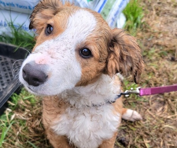 Medium Photo #5 English Shepherd Puppy For Sale in MOLALLA, OR, USA