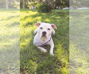Cortina - Female Mutt Dog for Adoption - Photo #2