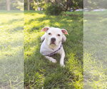 Small Photo #2 Mutt Puppy For Sale in Crete, IL, USA