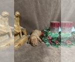 Small Photo #4 Vizsla Puppy For Sale in PORT ANGELES, WA, USA