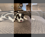 Small #2 Jack Russell Terrier