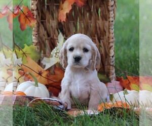 Cocker Spaniel Puppy for sale in HERSHEY, PA, USA