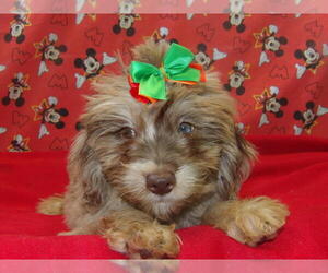 F2 Aussiedoodle Puppy for sale in PATERSON, NJ, USA
