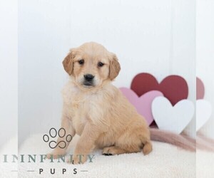 Golden Retriever Puppy for sale in NEWPORT, PA, USA