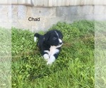 Small Photo #11 Border Collie Puppy For Sale in MYERSTOWN, PA, USA