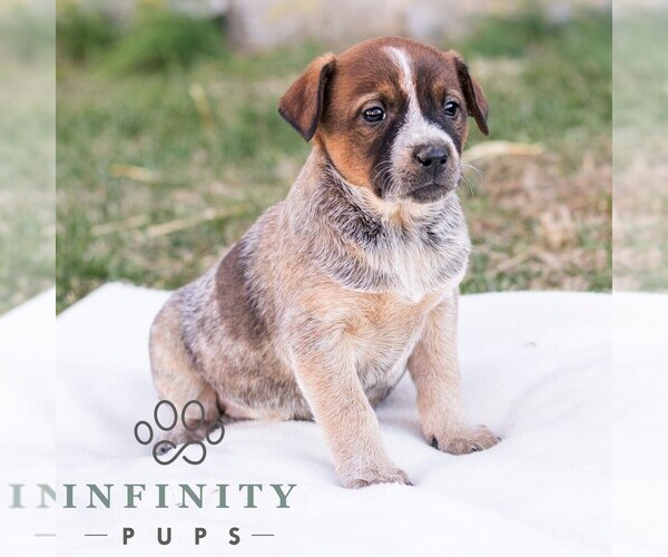 Medium Photo #3 Australian Cattle Dog Puppy For Sale in CHAMBERSBURG, PA, USA
