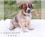 Small #2 Australian Cattle Dog