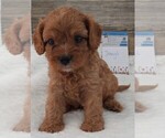 Small #5 Cavapoo