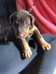Small Photo #10 Doberman Pinscher Puppy For Sale in CHICAGO, IL, USA