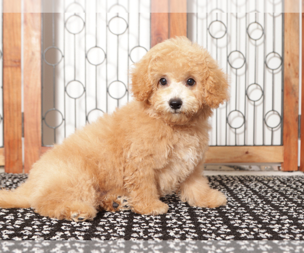 Medium Photo #1 Poochon Puppy For Sale in NAPLES, FL, USA