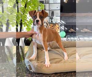 Boxer Puppy for sale in FRANKLIN, IN, USA