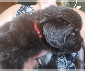 Newfoundland Puppy for sale in WICHITA, KS, USA