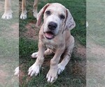 Small Photo #6 Great Dane Puppy For Sale in HULBERT, OK, USA