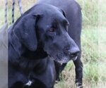 Small #1 Great Dane Mix