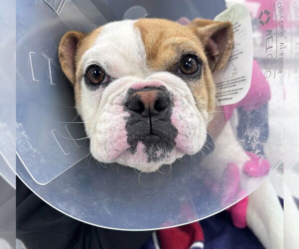 Medium Photo #1 Bulldog Puppy For Sale in Rancho Cucamonga, CA, USA