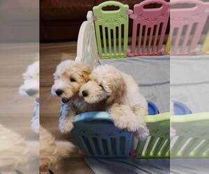 Goldendoodle Puppy for sale in WINTER PARK, FL, USA