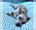 Small #4 Chihuahua Mix