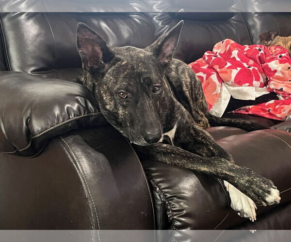 Medium Photo #24 Holland Shepherd-Unknown Mix Puppy For Sale in Sandy, UT, USA