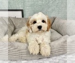 Small #2 Cavapoo