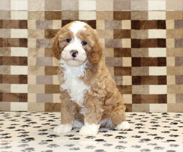 Medium Photo #4 Bernedoodle (Miniature)-Cavapoo (Miniature) Mix Puppy For Sale in DENVER, PA, USA