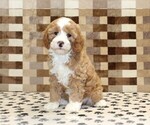 Small #3 Bernedoodle (Miniature)-Cavapoo (Miniature) Mix