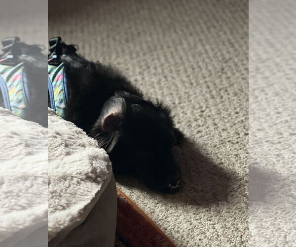 Medium Photo #9 Mutt Puppy For Sale in Philadelphia, PA, USA