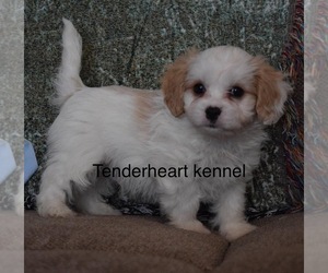 Bichon Frise-Cavachon Mix Puppy for sale in SILEX, MO, USA