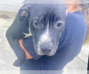 American Pit Bull Terrier Dogs for adoption in Houston, TX, USA