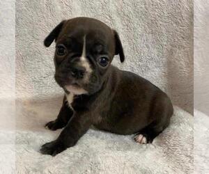 French Bulldog Puppy for sale in JOHNS ISLAND, SC, USA