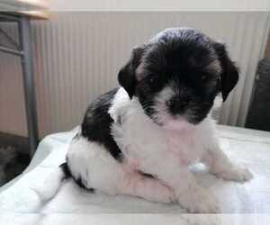 Shih Tzu Puppy for sale in CORAL SPRINGS, FL, USA