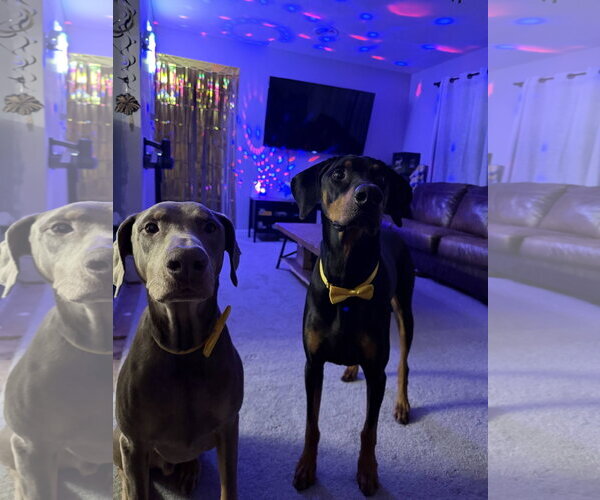 Medium Photo #2 Doberman Pinscher Puppy For Sale in Buffalo, MN, USA