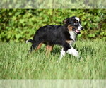 Small #4 Miniature Australian Shepherd