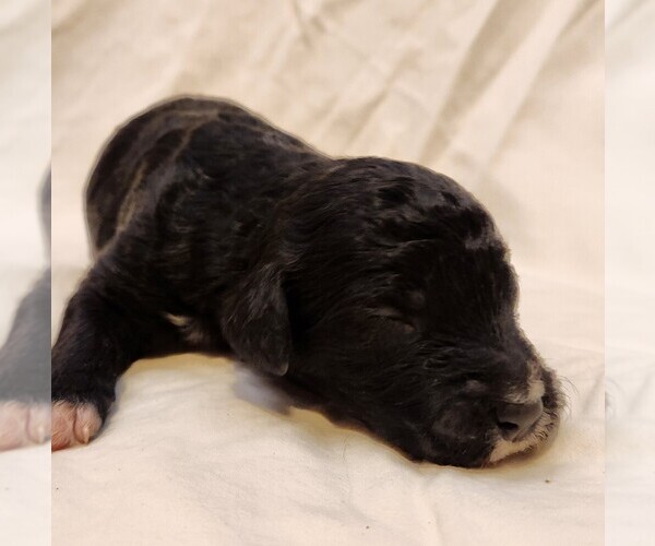 Medium Photo #8 F2 Aussiedoodle Puppy For Sale in COLUMBIA, TN, USA