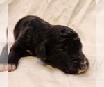 Small #7 F2 Aussiedoodle